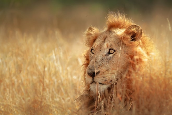  days best of selous zanzibar tour Tour Packages - Book honeymoon ,family,adventure tour packages to  days best of selous zanzibar tour |Travel Knits