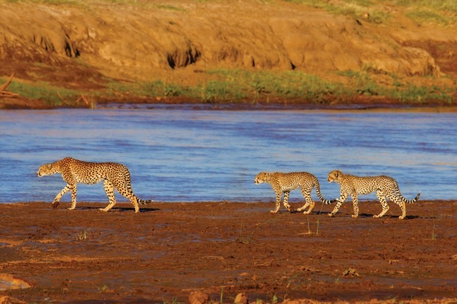  days best of selous zanzibar tour Tour Packages - Book honeymoon ,family,adventure tour packages to  days best of selous zanzibar tour |Travel Knits